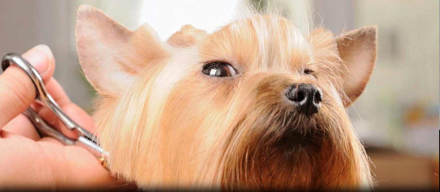 Dog after a full service groom