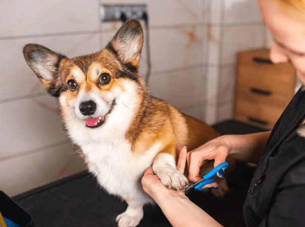 Dog getting nail trim and oral care