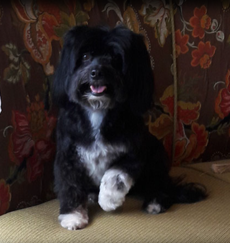 Small resting puppy after grooming